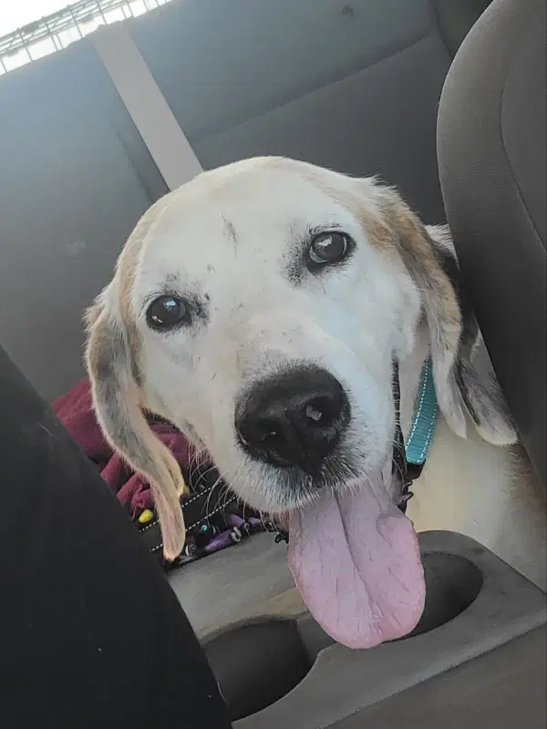 Roscoeadopt Or Foster - Hound