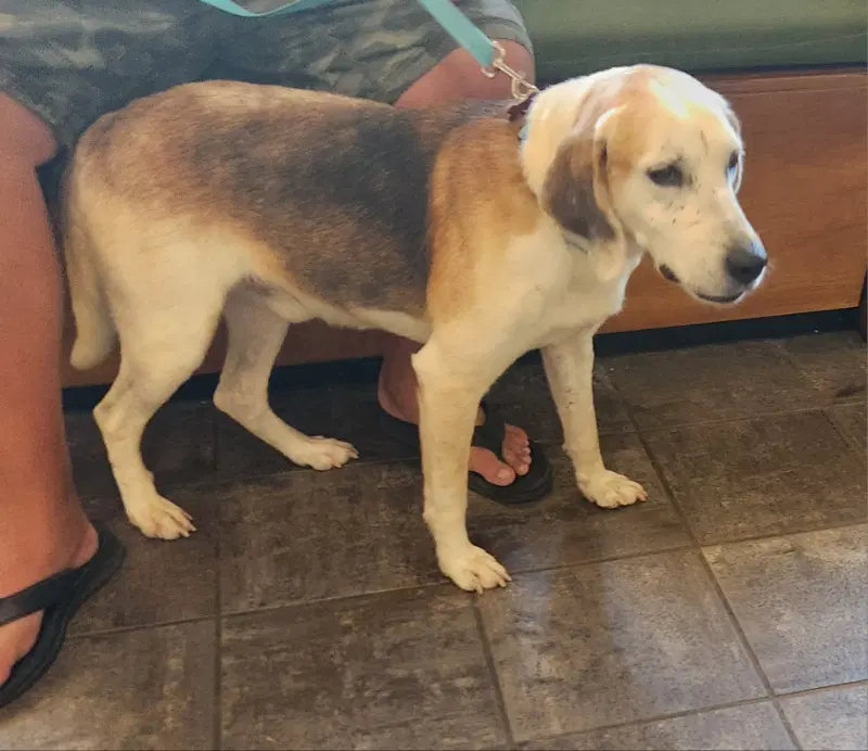 Roscoeadopt Or Foster image 2