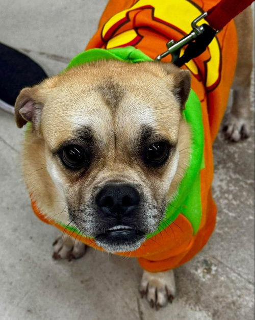 Pugslie *Adopt or Foster*, a Pug (short coat) dog for adoption in Fairfax, VA, photo 1 of 3
