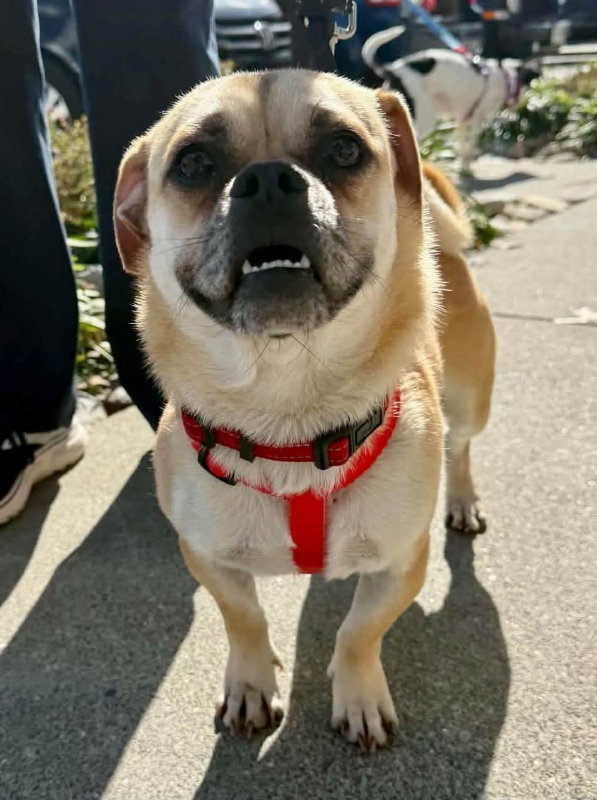 Pugslie *Adopt or Foster*, photo 4