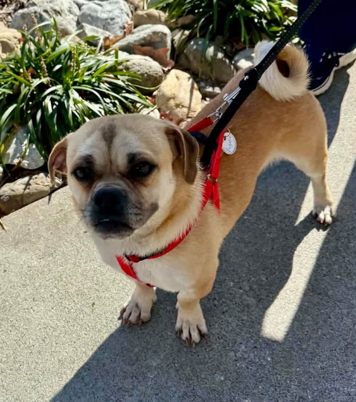 Pugslie *Adopt or Foster*, photo 5