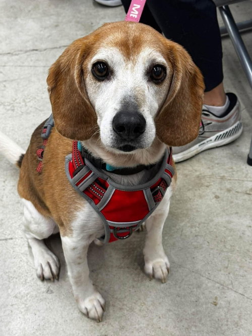 Rebel* Adopt or Foster*, a Beagle / Mixed (short coat) dog for adoption in Fairfax, VA, photo 1 of 2