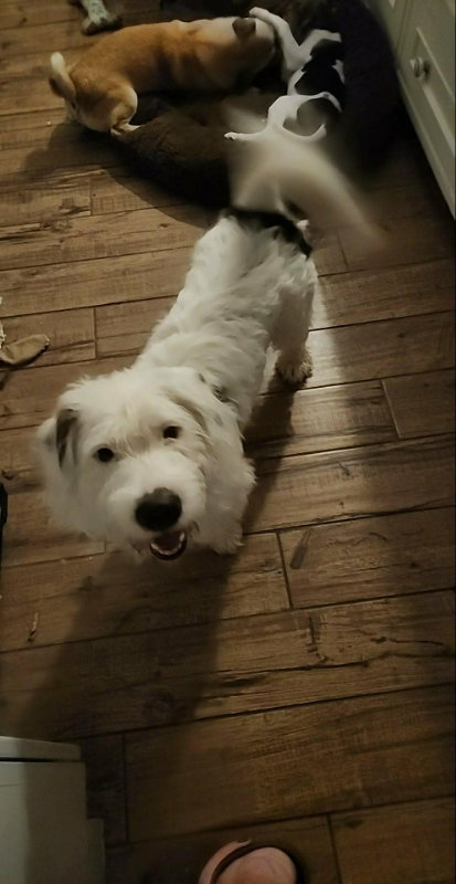 Mickey *Adopt or Foster*, photo 2