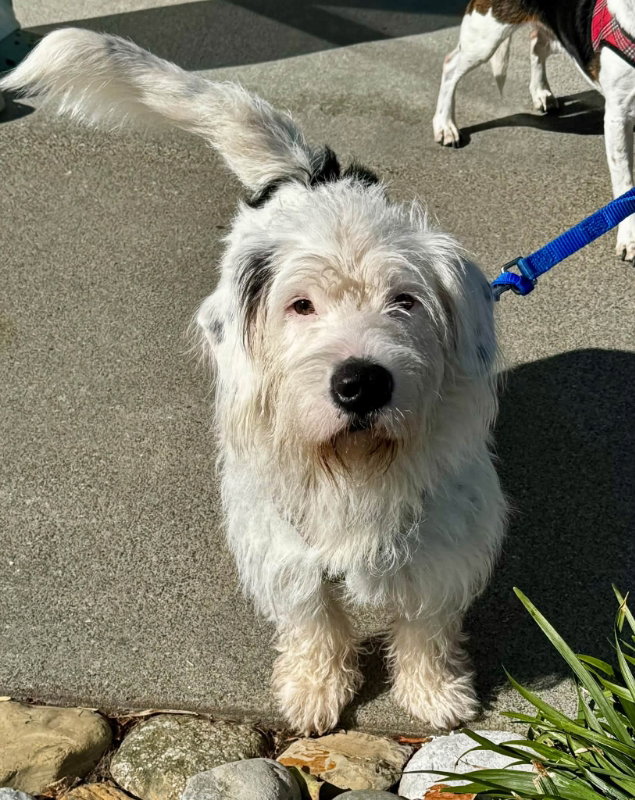 Mickey *Adopt or Foster*