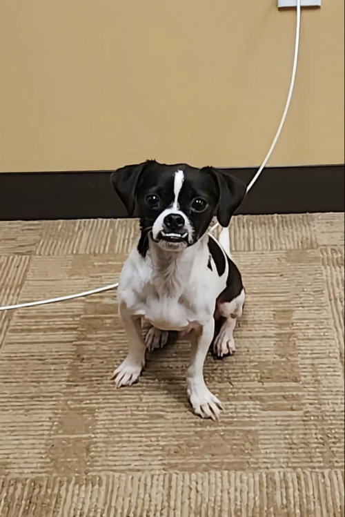 Willie *Adopt or Foster+, an Unknown breed (short coat) dog for adoption in Fairfax, VA, photo 1 of 2