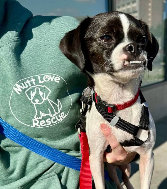 Willie *Adopt or Foster+
