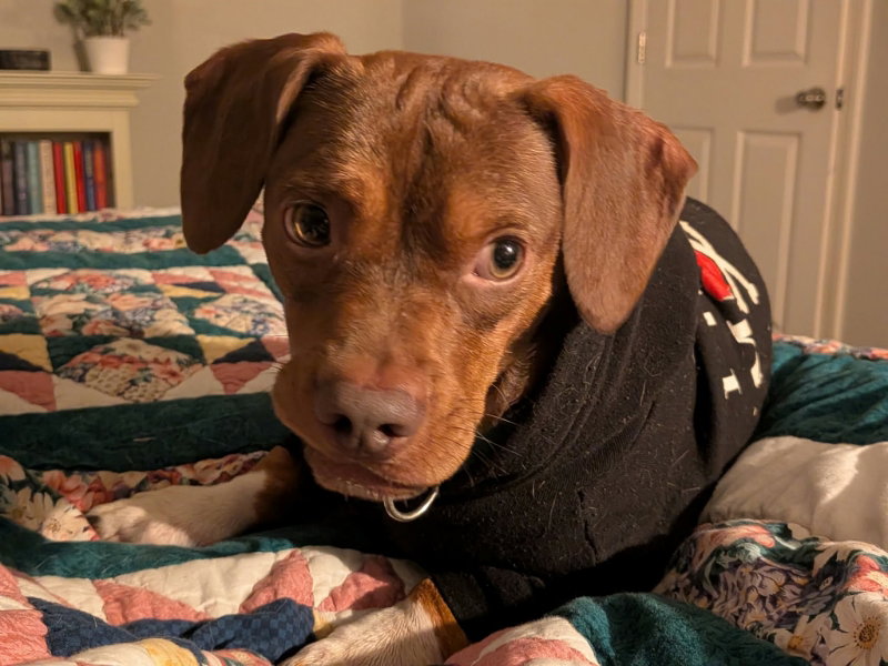 Harvey * Adopt or Foster*
