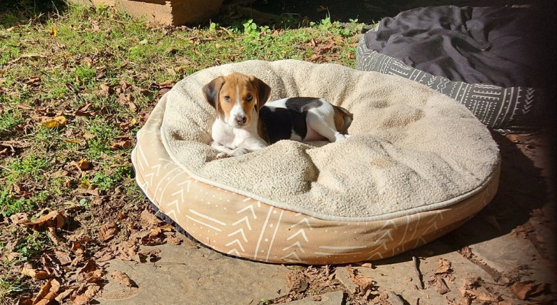 Winnie * Adopt or Foster*
