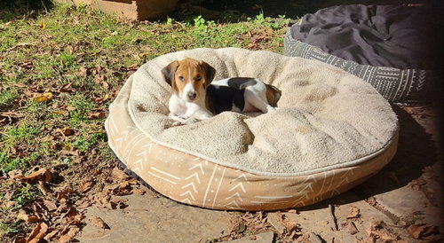 Winnie * Adopt or Foster*, a Hound / Mixed (short coat) dog for adoption in Fairfax, VA, photo 1 of 3