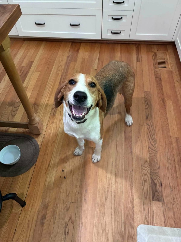 Alice *Adopt or Foster*