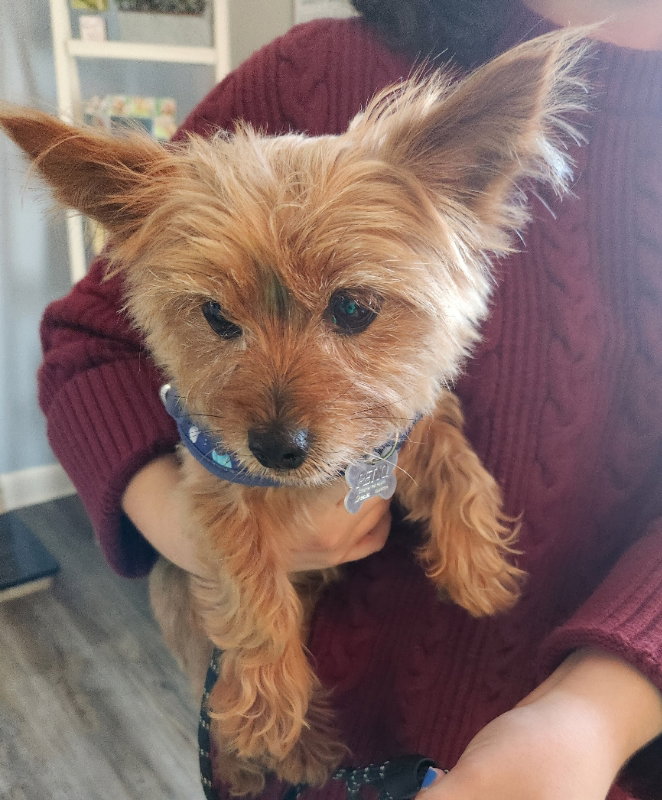 Pablo *Adopt or Foster*, photo 2