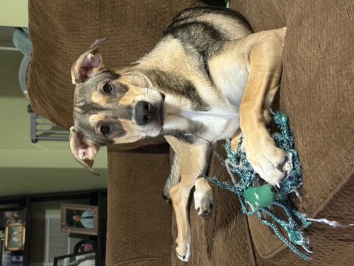 Bowie *Adopt.or Foster*, a Shepherd / Mixed (short coat) dog for adoption in Fairfax, VA, photo 1 of 2
