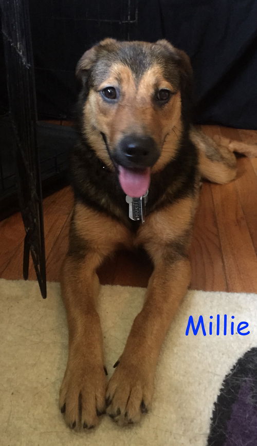 Millie