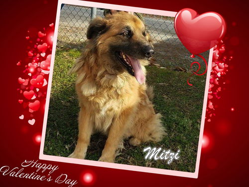 Mitzi
