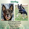 Harley G