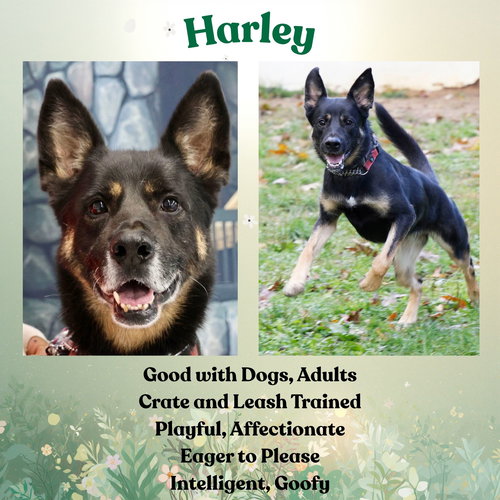 Harley G