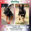 Harley G