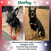 Harley G - Photo 1