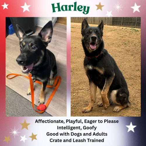 HARLEY G - German Shepherd Dog available for adoption