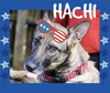 Hachi