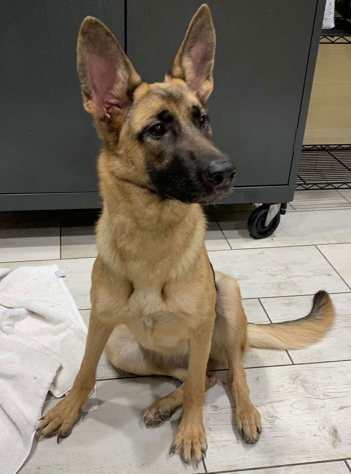 Female short clearance haired german shepherd