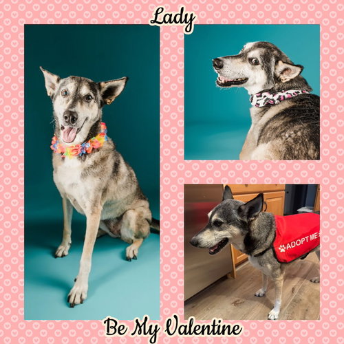LADY AKA LADY BUG - Siberian Husky / Alaskan Malamute available for adoption