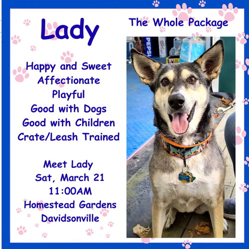 picture of the dog needing adoption