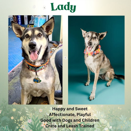 Lady aka Lady Bug, an adoptable Siberian Husky in Baltimore, MD