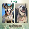 Lady aka Lady Bug - Photo 2