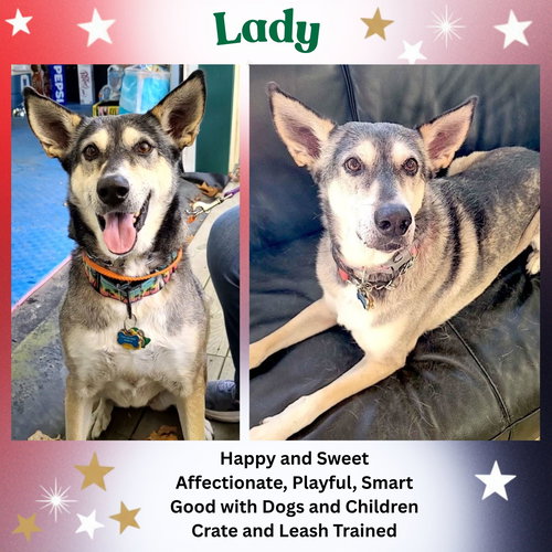 Lady aka Lady Bug, an adoptable Siberian Husky in Baltimore, MD