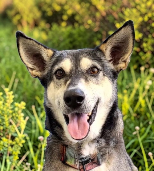 LADY AKA LADY BUG - Siberian Husky / Alaskan Malamute for adoption in Baltimore