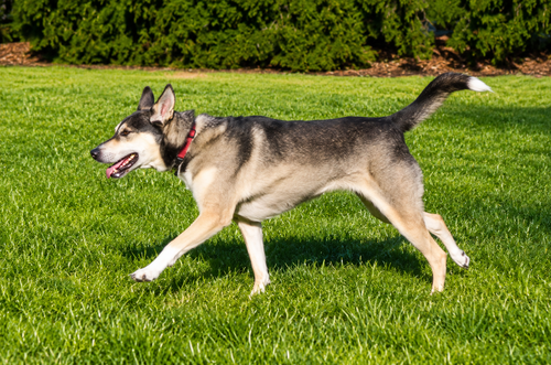 LADY AKA LADY BUG - Siberian Husky / Alaskan Malamute available for adoption