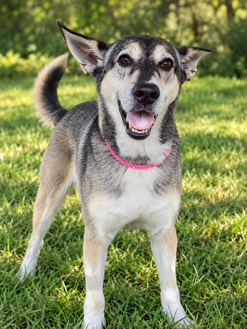 Lady aka Lady Bug, a dog for adoption from All Shepherd Rescue