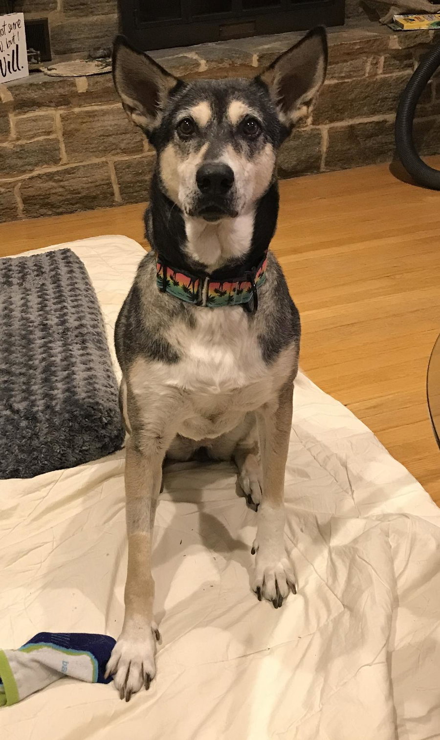 Lady aka Lady Bug