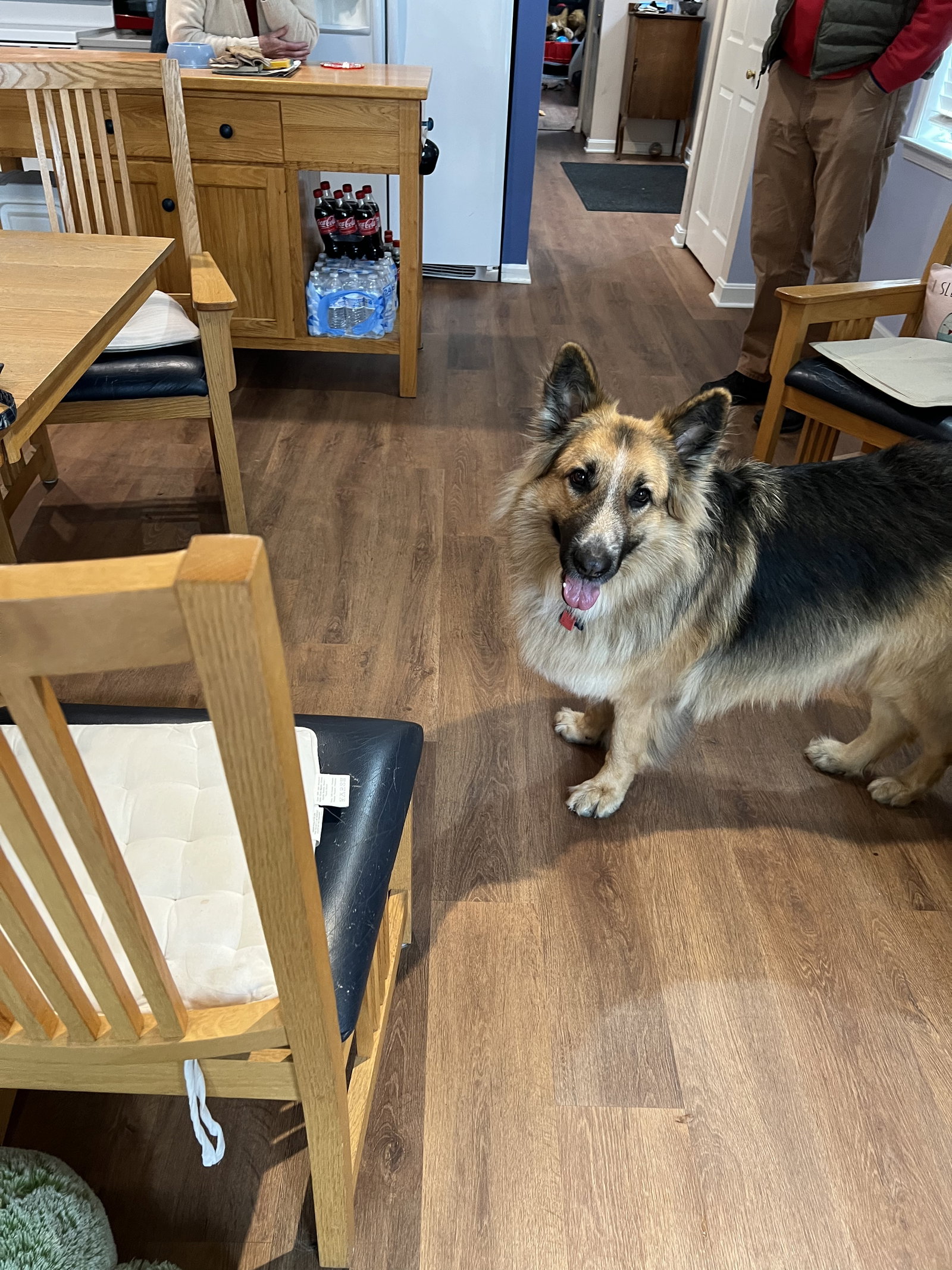 Dog for Adoption Sophie, a German Shepherd Dog in Anne Arundel County