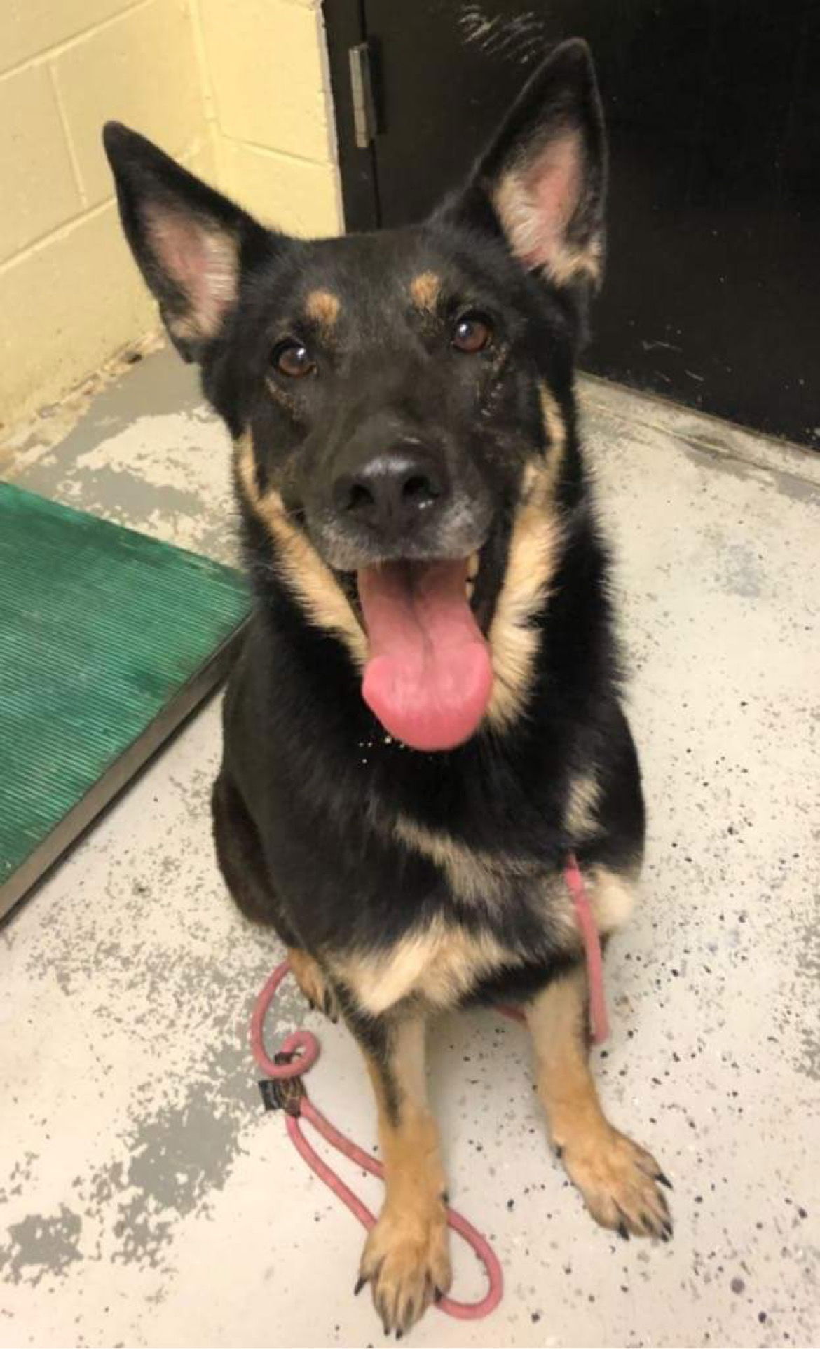 Dog for Adoption - Naomi, a German Shepherd Dog in Rising Sun, MD ...