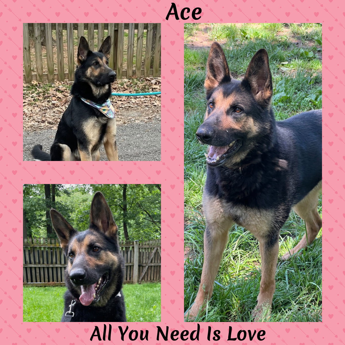 Ace23 Image
