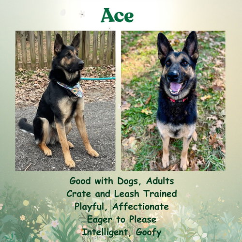 Ace23