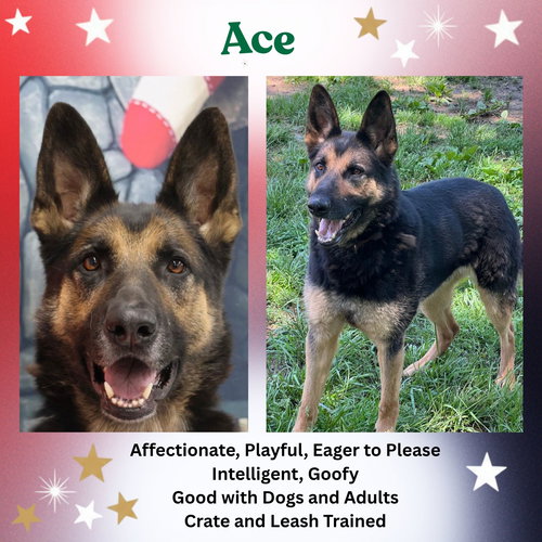 ACE23 - German Shepherd Dog available for adoption