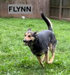 FLYNN