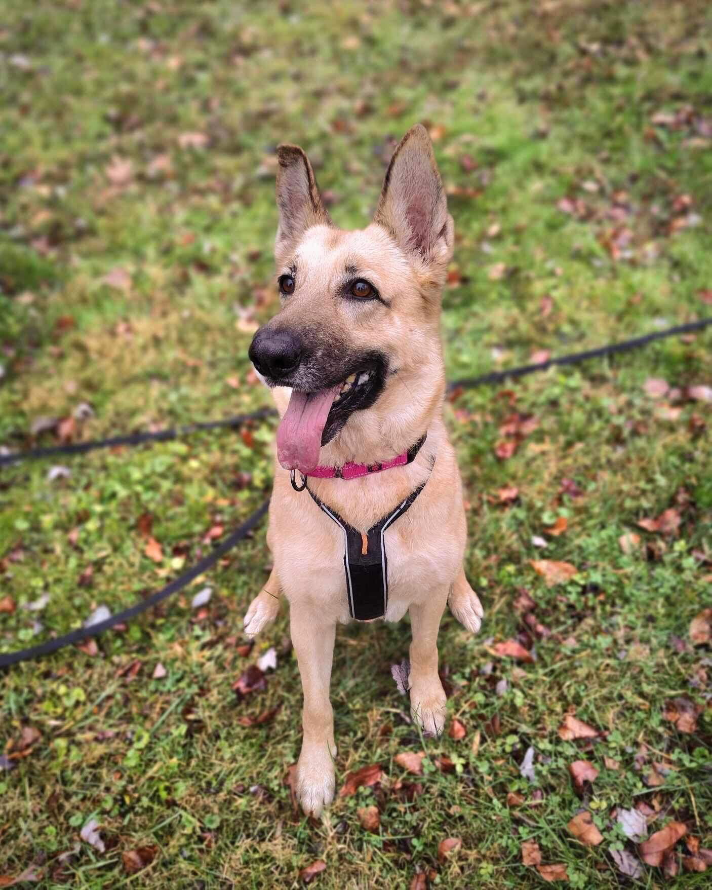 Dog For Adoption Leah A German Shepherd Dog In Townsend DE Alpha Paw