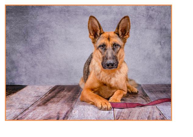 Dog for Adoption - Delta Dawn, a German Shepherd Dog in City Of Falls ...