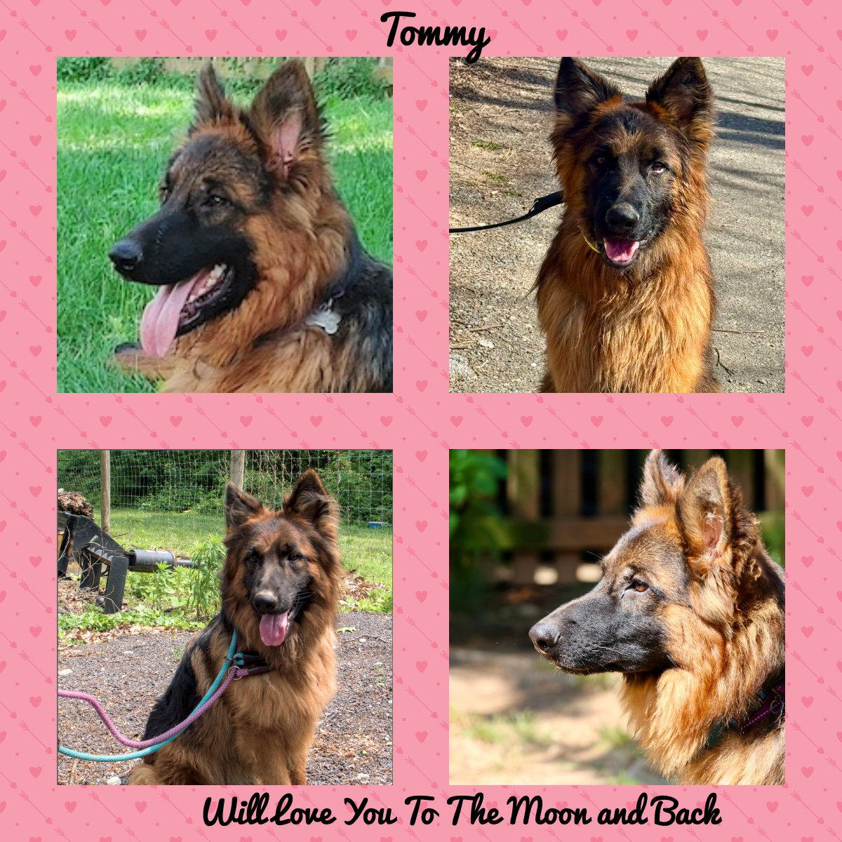 Tommy Image