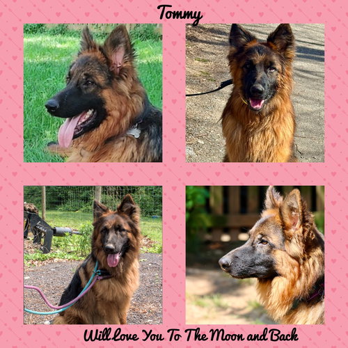 TOMMY - German Shepherd Dog available for adoption