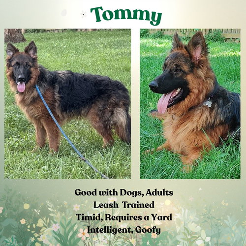 Tommy, an adoptable German Shepherd Dog in Baltimore, MD