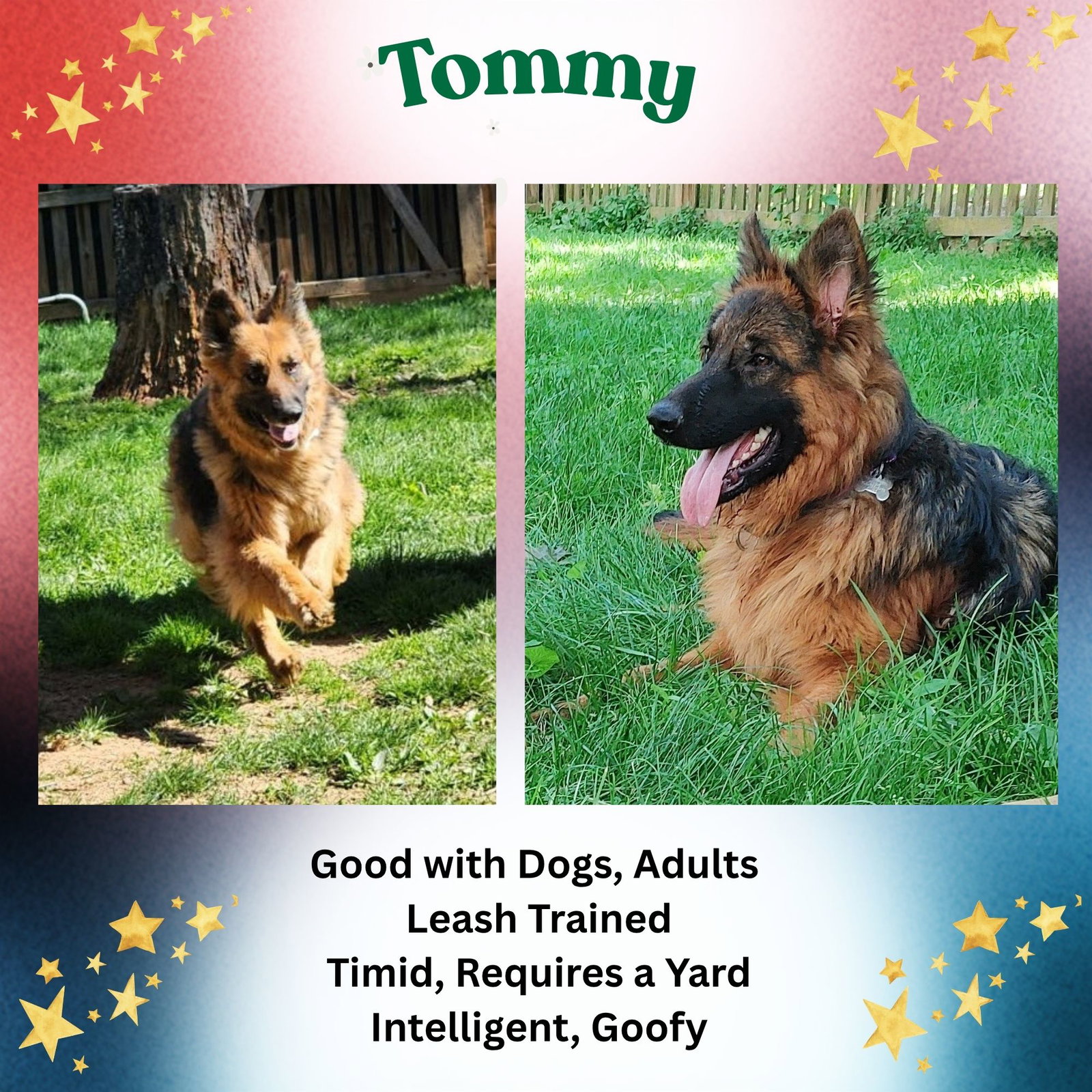 Tommy Image