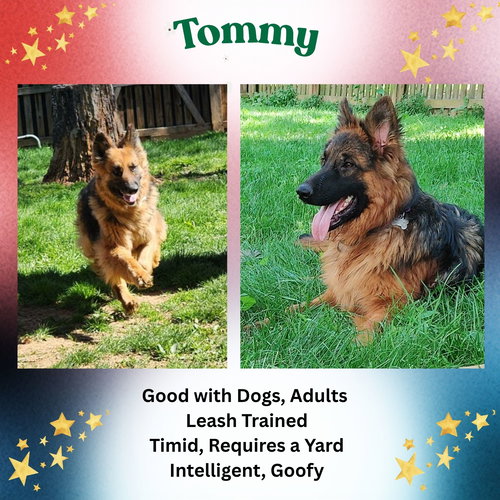 Tommy, an adoptable German Shepherd Dog in Baltimore, MD