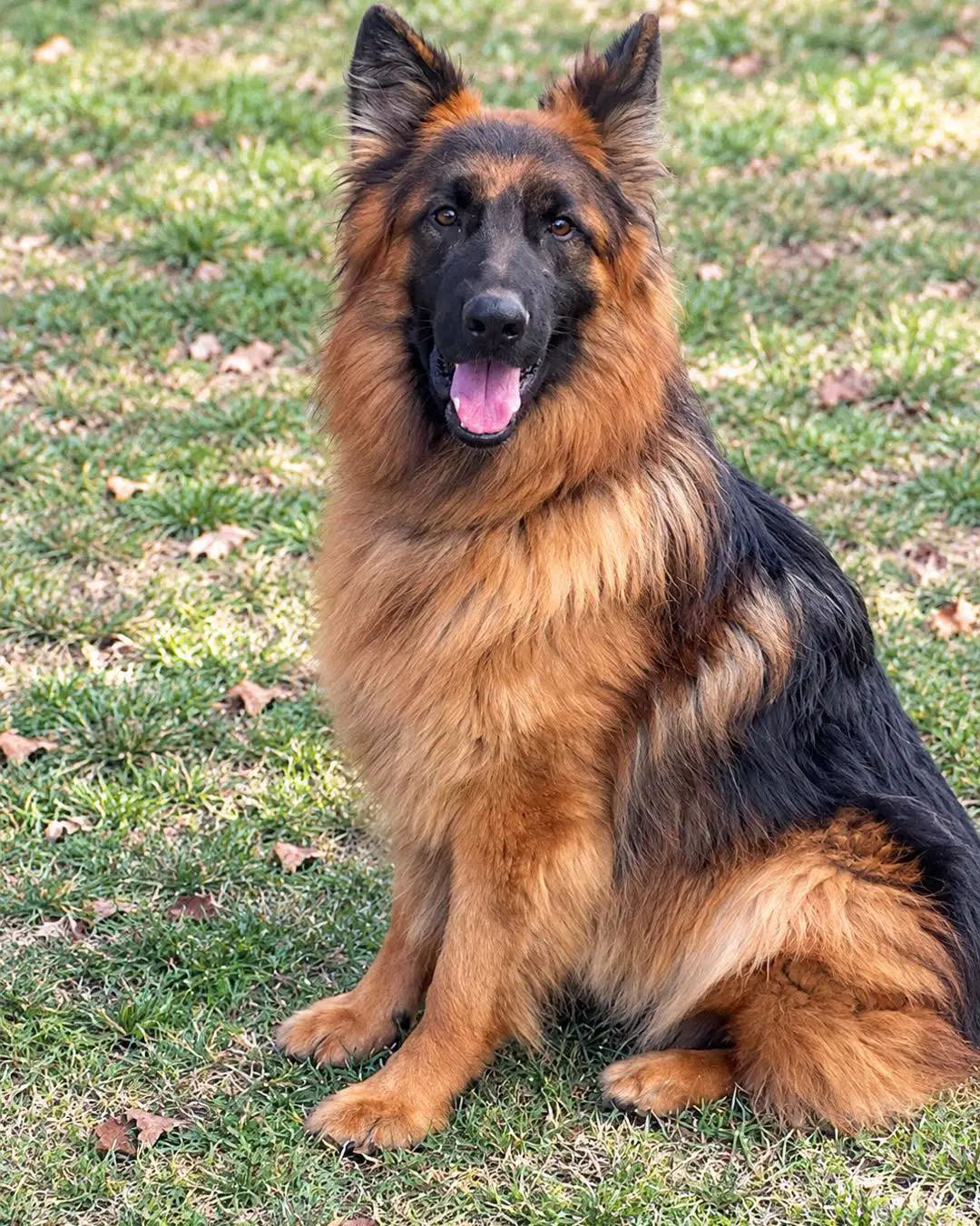 Tommy - German Shepherd Dog