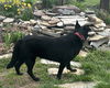 Ember