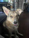 Ellie